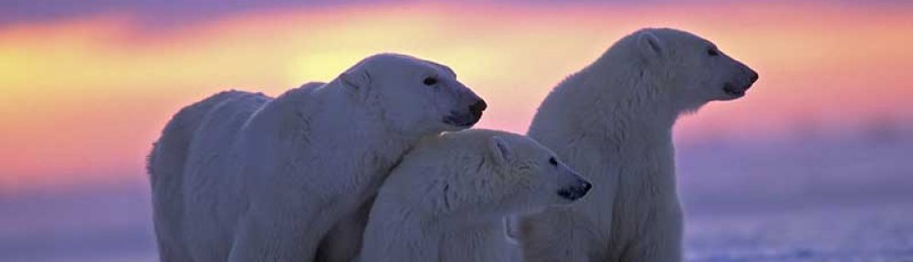 Animales en peligro de extinción,