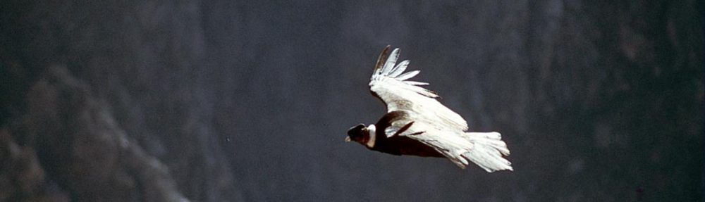 Animales en peligro de extinción,